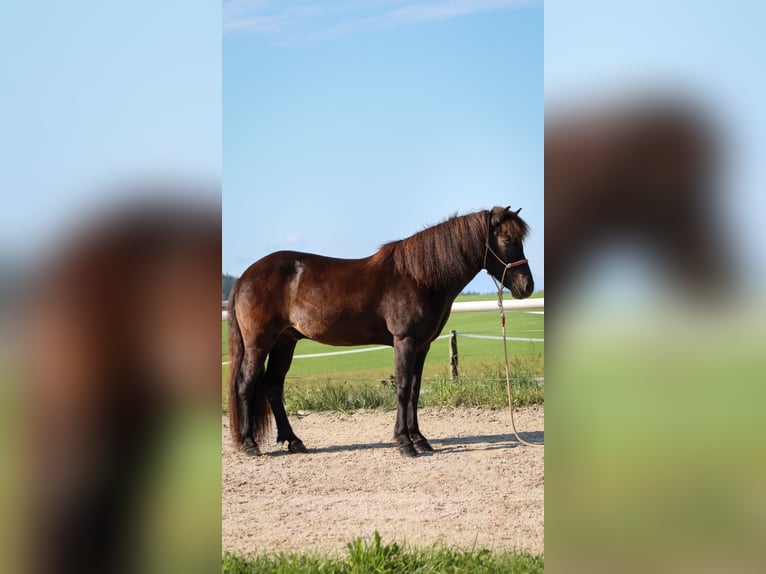 Caballos islandeses Caballo castrado 15 años Negro in Straßwalchen