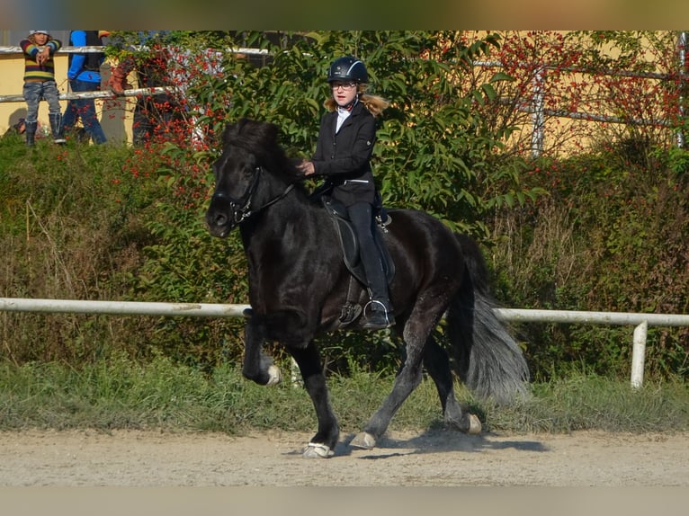 Caballos islandeses Caballo castrado 15 años Negro in Straßwalchen