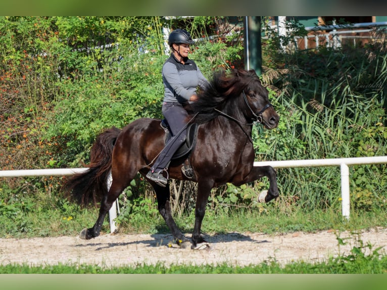 Caballos islandeses Caballo castrado 15 años Negro in Straßwalchen