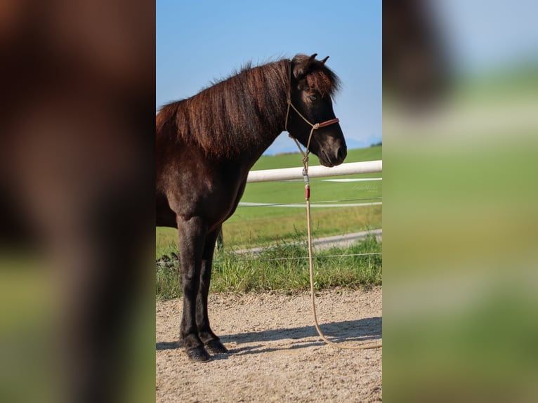 Caballos islandeses Caballo castrado 15 años Negro in Straßwalchen