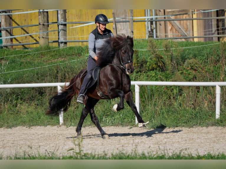 Caballos islandeses Caballo castrado 15 años Negro in Straßwalchen