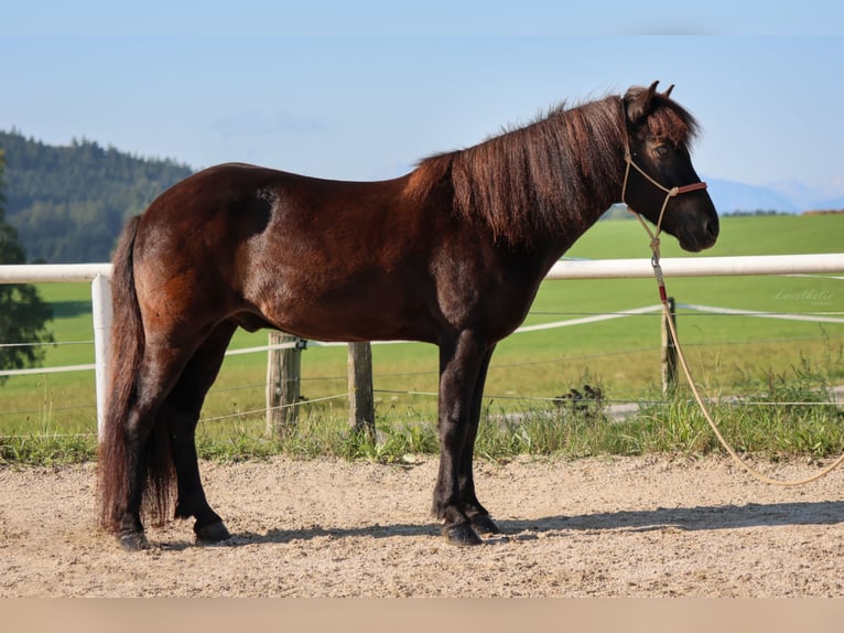 Caballos islandeses Caballo castrado 15 años Negro in Straßwalchen