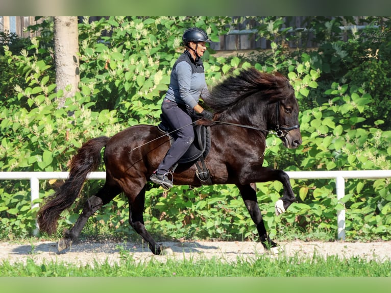 Caballos islandeses Caballo castrado 15 años Negro in Straßwalchen