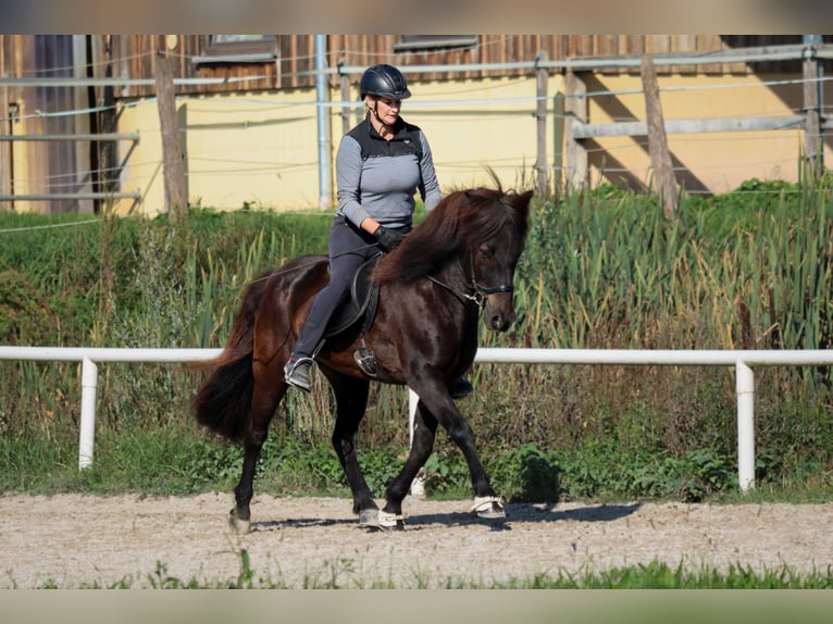 Caballos islandeses Caballo castrado 15 años Negro in Straßwalchen