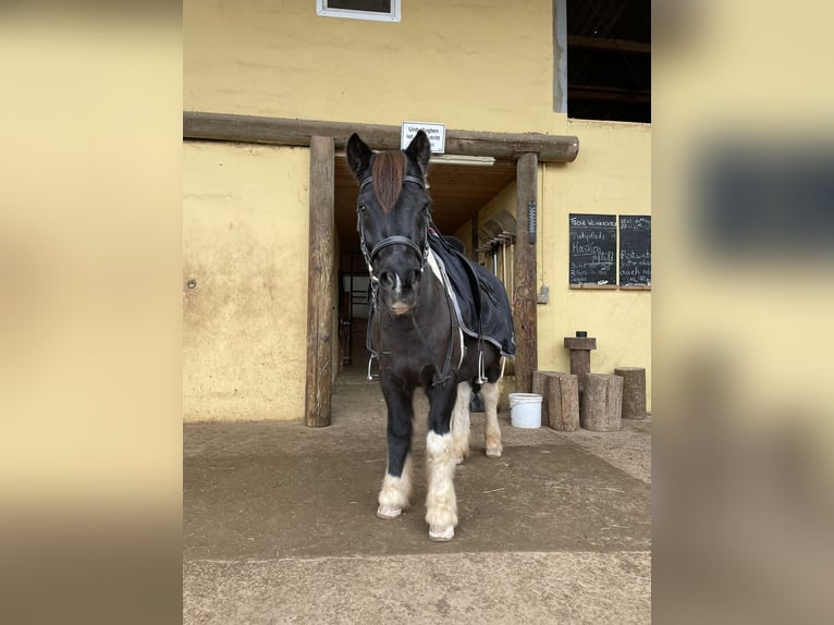 Caballos islandeses Mestizo Caballo castrado 16 años 126 cm Pío in Fürth