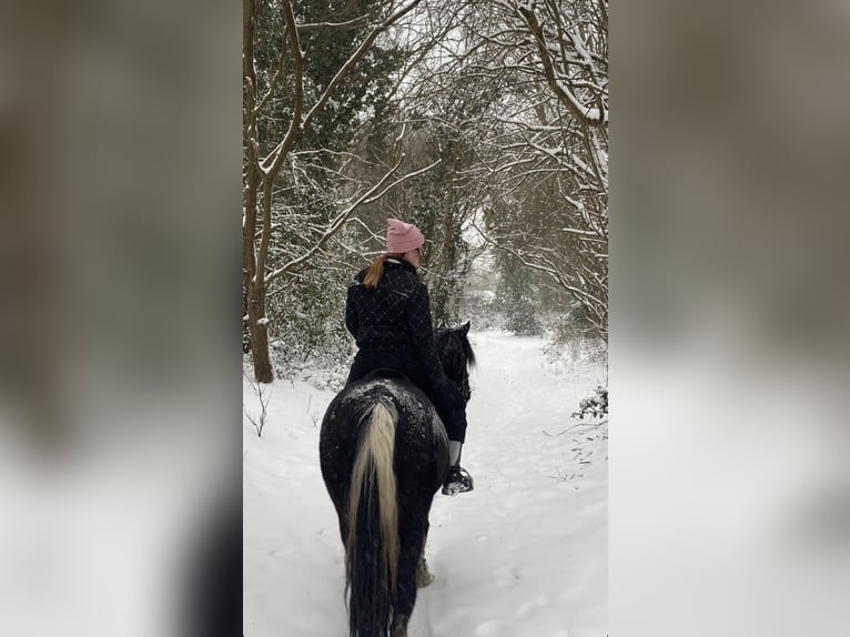 Caballos islandeses Caballo castrado 16 años 138 cm Tordillo negro in Oostvoorne