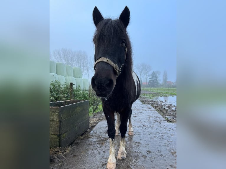 Caballos islandeses Caballo castrado 16 años 138 cm Tordillo negro in Oostvoorne