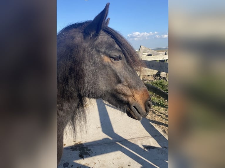 Caballos islandeses Caballo castrado 16 años 138 cm Tordillo negro in Oostvoorne