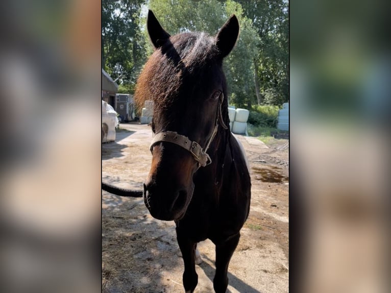 Caballos islandeses Caballo castrado 16 años 138 cm Tordillo negro in Oostvoorne