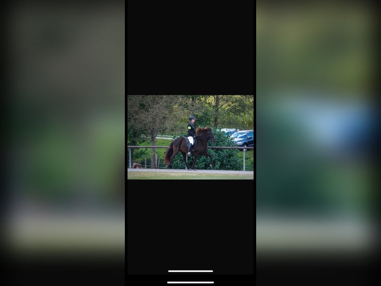 Caballos islandeses Caballo castrado 16 años 140 cm Negro in Söhrewald Caballos islandeses Caballo castrado 16 años 140 cm Negro in Söhrewald