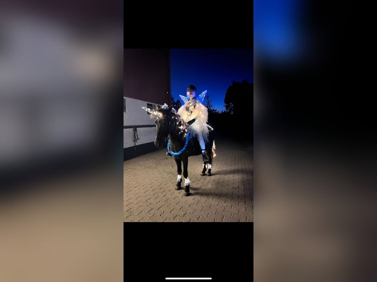 Caballos islandeses Caballo castrado 16 años 140 cm Negro in Söhrewald Caballos islandeses Caballo castrado 16 años 140 cm Negro in Söhrewald