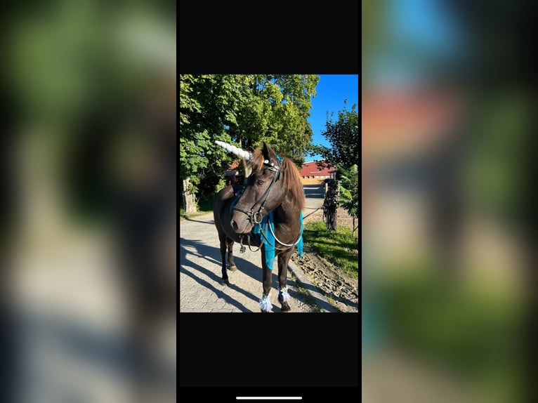 Caballos islandeses Caballo castrado 16 años 140 cm Negro in Söhrewald Caballos islandeses Caballo castrado 16 años 140 cm Negro in Söhrewald