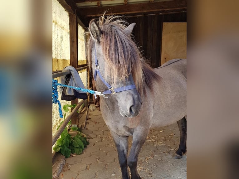 Caballos islandeses Caballo castrado 16 años 141 cm Bayo in Stelle