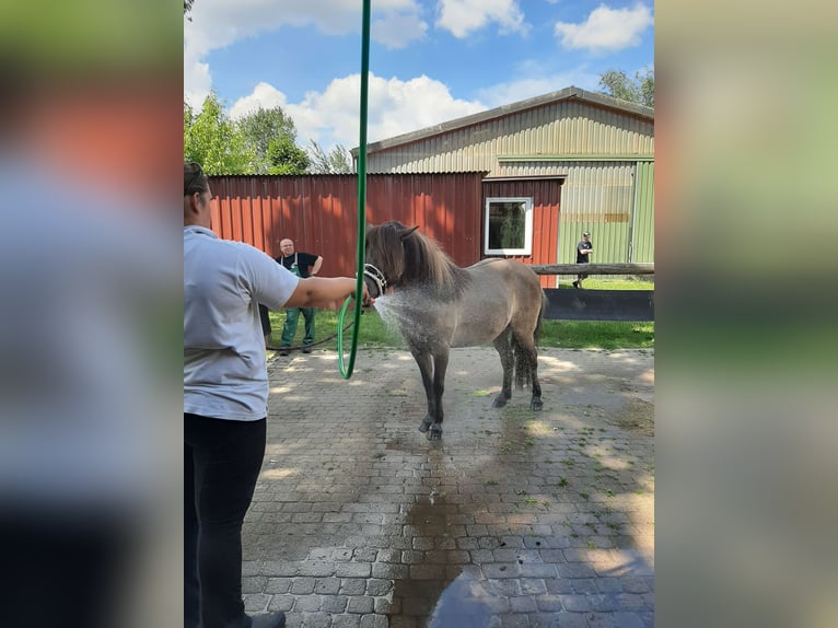 Caballos islandeses Caballo castrado 16 años 141 cm Bayo in Stelle