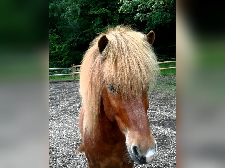 Caballos islandeses Caballo castrado 16 años 143 cm in Mühlenbach