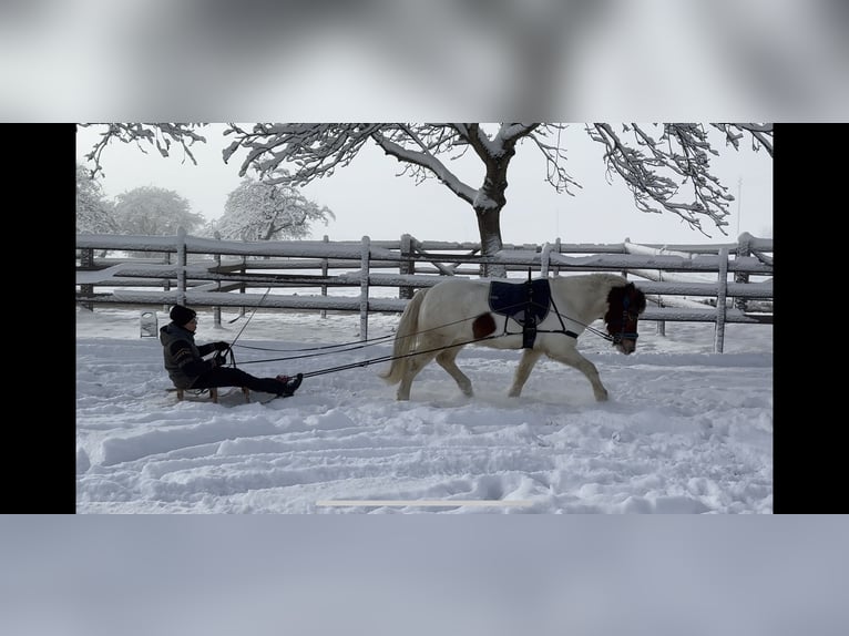 Caballos islandeses Caballo castrado 16 años 143 cm Pío in Stockach