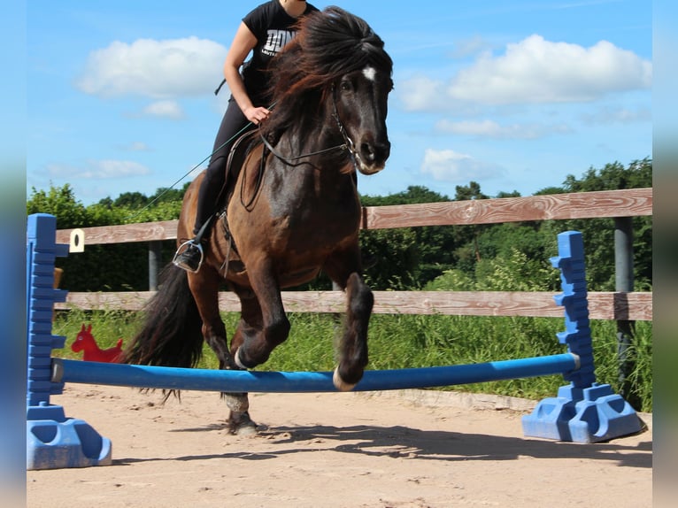 Caballos islandeses Caballo castrado 16 años 144 cm Negro in Alth&#xFC;tte