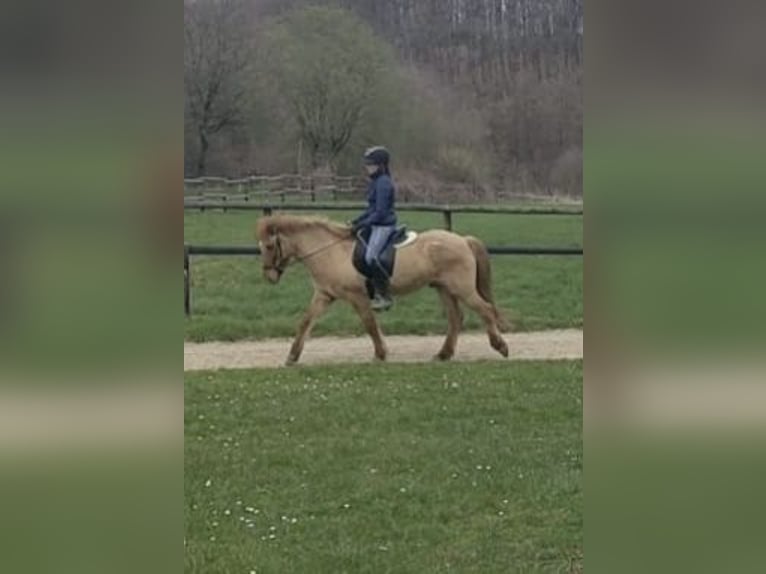 Caballos islandeses Caballo castrado 16 años 146 cm Bayo in Weyerbusch
