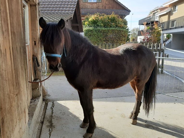 Caballos islandeses Caballo castrado 17 años 136 cm Castaño oscuro in Lanzenneunforn