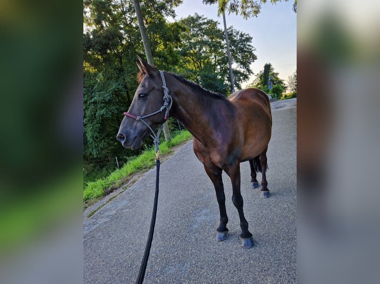 Caballos islandeses Mestizo Caballo castrado 17 años 137 cm in Solingen