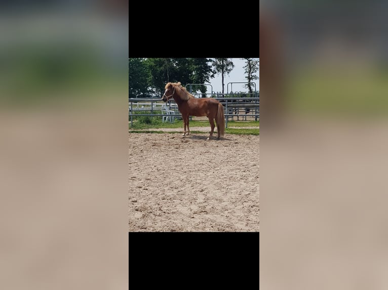 Caballos islandeses Caballo castrado 17 años 140 cm Alazán in Appel Caballos islandeses Caballo castrado 17 años 140 cm Alazán in Appel
