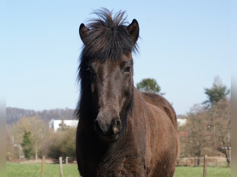 Caballos islandeses Caballo castrado 17 años 140 cm Morcillo in Hagen