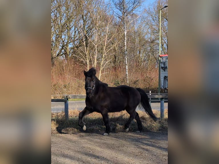 Caballos islandeses Caballo castrado 17 años 140 cm Morcillo in Hagen