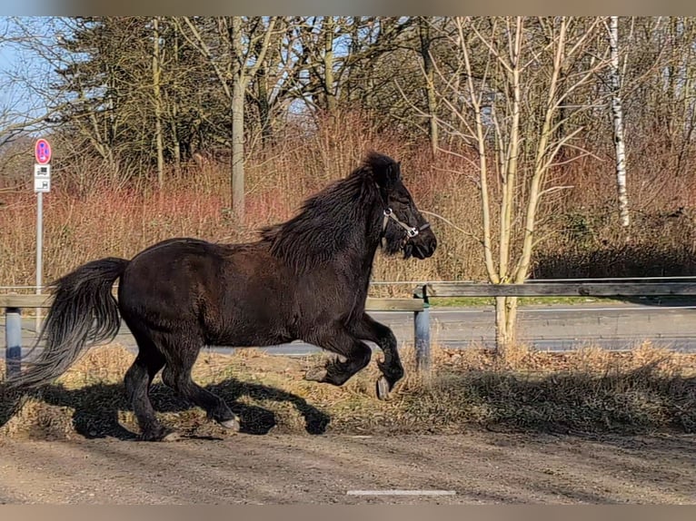 Caballos islandeses Caballo castrado 17 años 140 cm Morcillo in Hagen