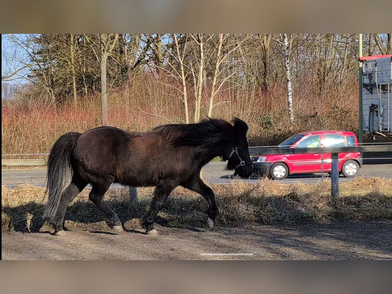 Caballos islandeses Caballo castrado 17 años 140 cm Morcillo in Hagen