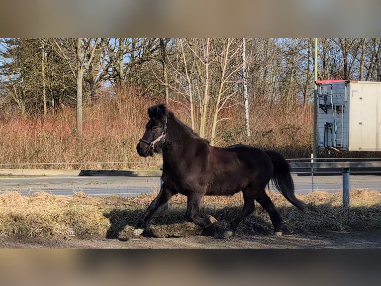 Caballos islandeses Caballo castrado 17 años 140 cm Morcillo in Hagen