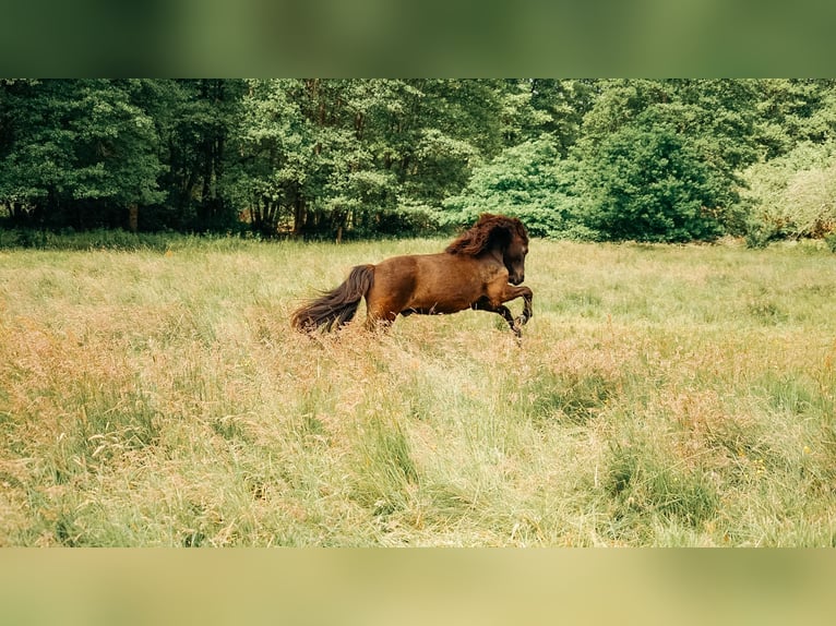 Caballos islandeses Caballo castrado 17 años 140 cm Negro in Eu&#xDF;erthal