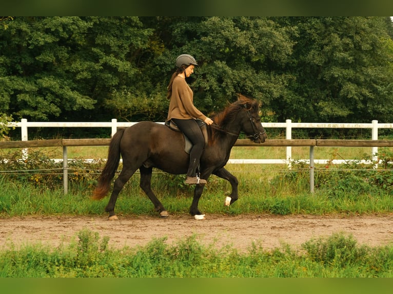 Caballos islandeses Caballo castrado 17 años 140 cm Negro in Eu&#xDF;erthal