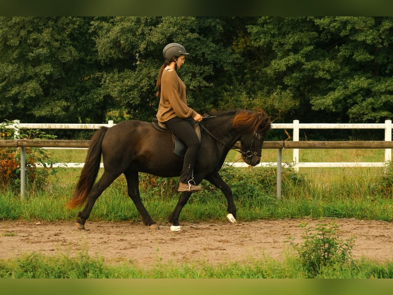 Caballos islandeses Caballo castrado 17 años 140 cm Negro in Eu&#xDF;erthal