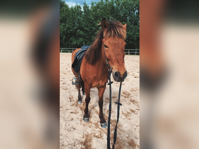 Caballos islandeses Caballo castrado 17 años 145 cm Castaño in Barsbüttel