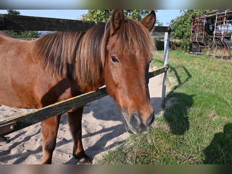 Caballos islandeses Caballo castrado 17 años 145 cm Castaño in Barsbüttel