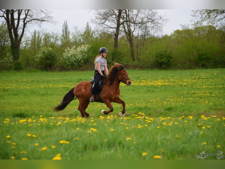 Caballos islandeses Caballo castrado 17 años 145 cm Castaño in Barsbüttel