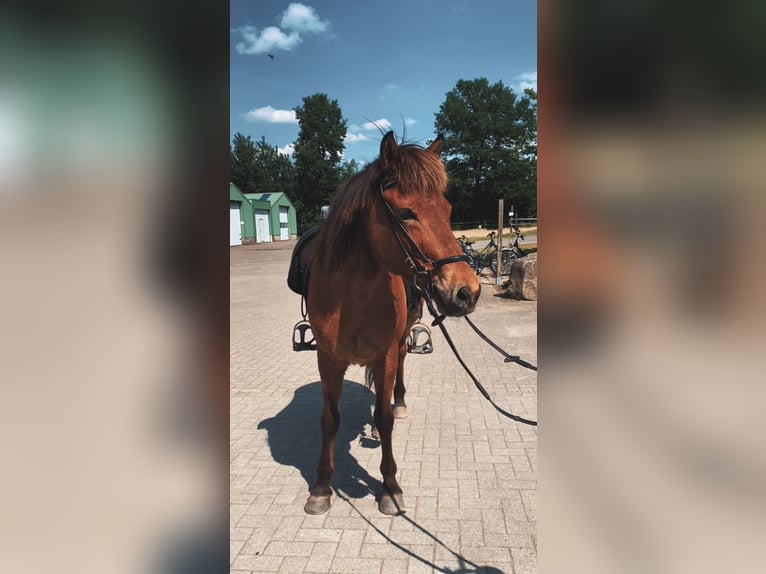 Caballos islandeses Caballo castrado 17 años 145 cm Castaño in Barsbüttel