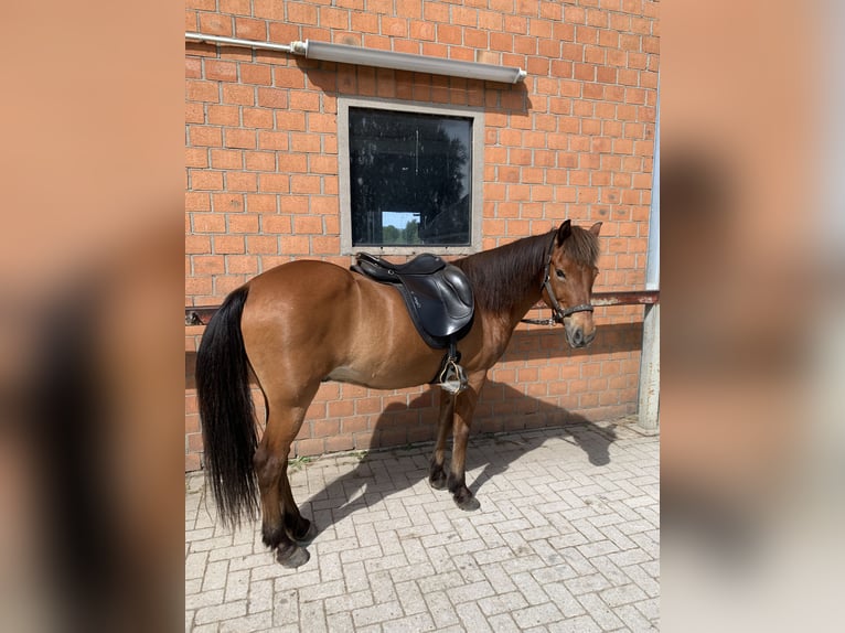 Caballos islandeses Caballo castrado 17 años 145 cm Castaño in Barsbüttel