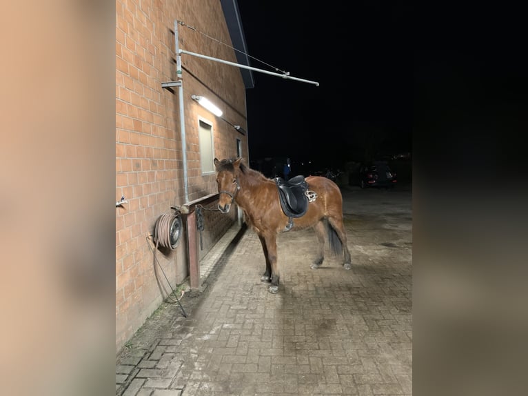 Caballos islandeses Caballo castrado 17 años 145 cm Castaño in Barsbüttel