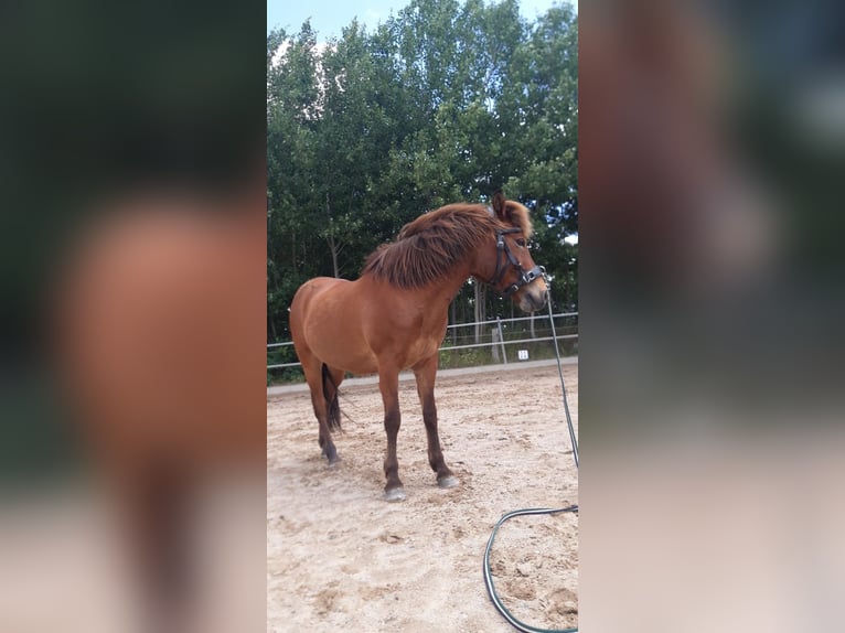 Caballos islandeses Caballo castrado 17 años 145 cm Castaño in Barsbüttel