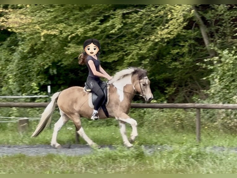Caballos islandeses Caballo castrado 17 años 145 cm Pío in Königswinter