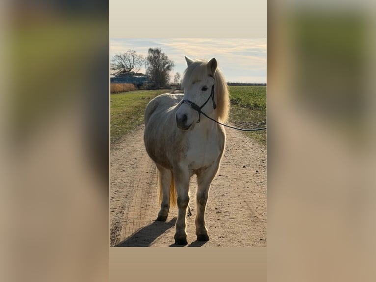 Caballos islandeses Caballo castrado 17 años 145 cm Tordo in Gifhorn