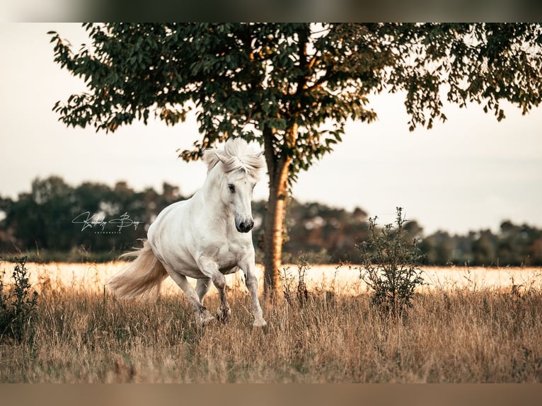 Caballos islandeses Caballo castrado 17 años 145 cm Tordo in Gifhorn