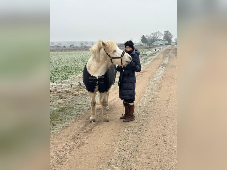 Caballos islandeses Caballo castrado 17 años 145 cm Tordo in Gifhorn