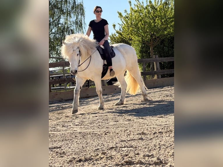 Caballos islandeses Caballo castrado 17 años 145 cm Tordo in Gifhorn