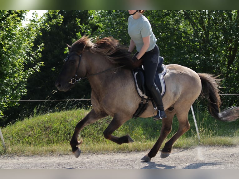 Caballos islandeses Caballo castrado 18 años 139 cm Bayo in Pfalzgrafenweiler