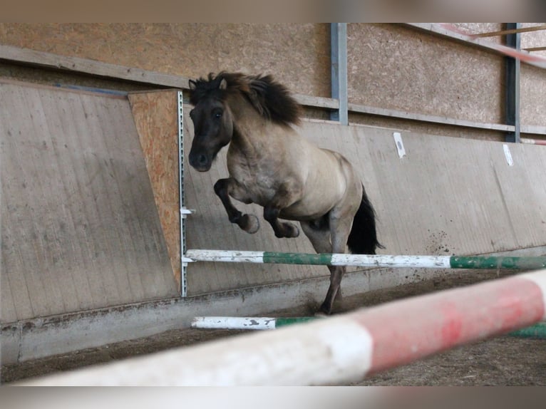 Caballos islandeses Caballo castrado 18 años 139 cm Bayo in Pfalzgrafenweiler