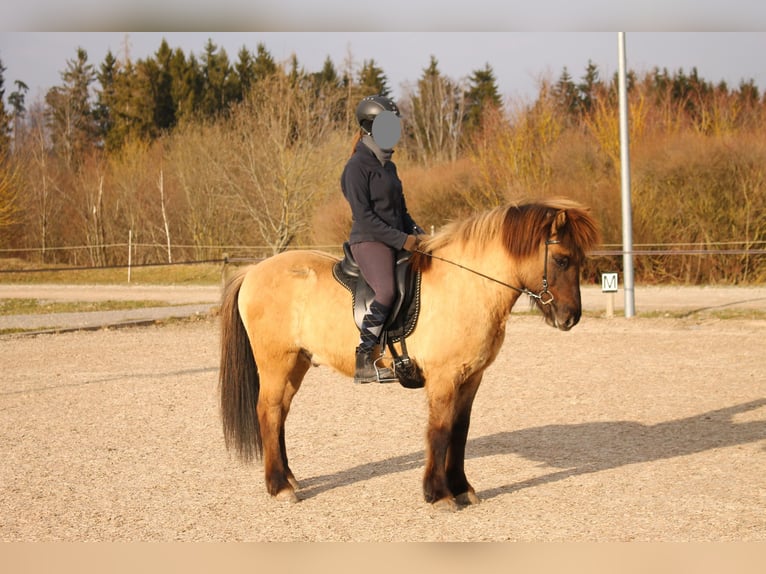 Caballos islandeses Caballo castrado 18 años 139 cm Bayo in Pfalzgrafenweiler