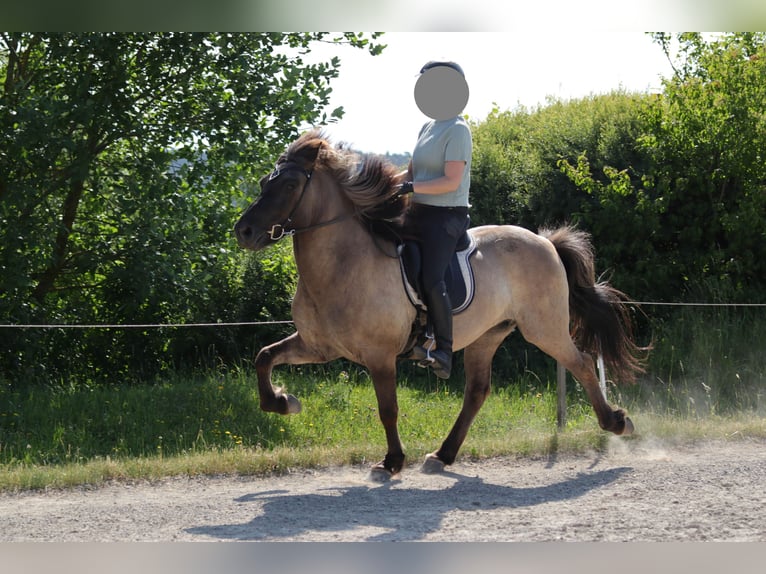 Caballos islandeses Caballo castrado 18 años 139 cm Bayo in Pfalzgrafenweiler