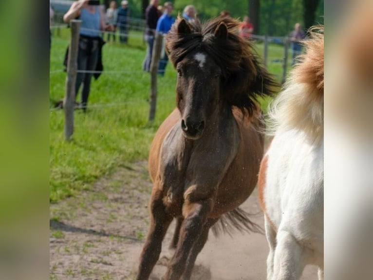Caballos islandeses Caballo castrado 18 años 140 cm Castaño oscuro in Appen